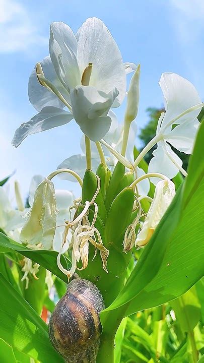 野薑花風水|野薑花語：信賴與力量，綻放人生美好 